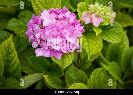 Bush mit Blumen Hydrangea großblättrig auf dem Anwesen nach dem Regen, schoss Nahaufnahme Stockfoto