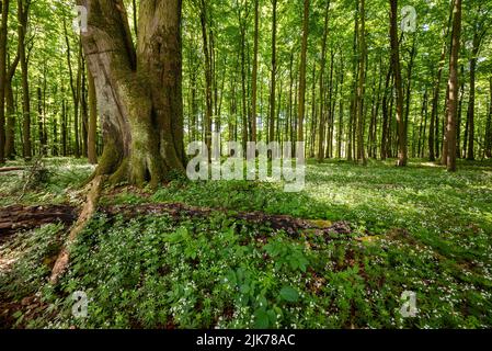 Wunderschöne Frühlingswaldszene mit einem riesigen alten Buchenstamm, umgeben von vielen blühenden, süßen Waldschuppen (Galium odoratum), Bad Pyrmont, Deutschland Stockfoto