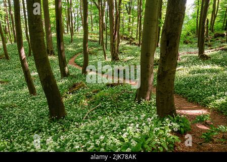 Malerischer, gewundener Wanderweg inmitten blühender Bärlauch in einem ruhigen Frühlingswald, Ith-Hils-Weg, Ith, Weserbergland, Deutschland Stockfoto