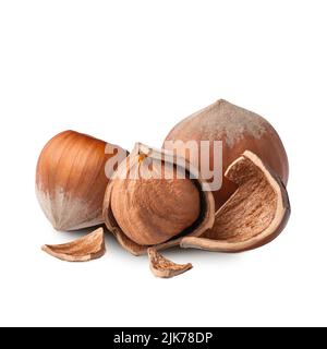 Haselnüsse isoliert auf weißem Hintergrund. Tiefenfokus Stockfoto