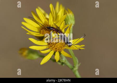 Nahaufnahme der weiblichen parasitären Wespen Xorides. Unterfamilie Xoridinae, Familie Ichneumonidae oder Ichneumoniden (Ichneumonidae). Auf Blüten von gewöhnlicher Ragwürze Stockfoto