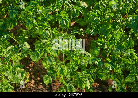 Kartoffelsträucher im Garten, reifende Kartoffeln im Garten, Nahaufnahme Stockfoto