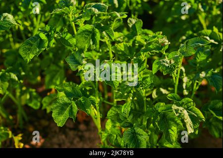 Kartoffelsträucher im Garten, reifende Kartoffeln im Garten, Nahaufnahme Stockfoto