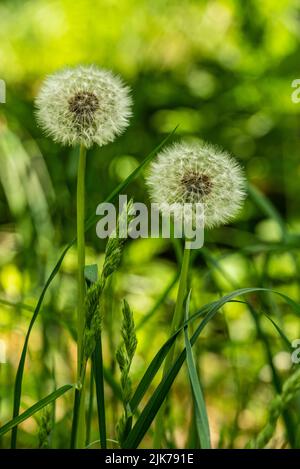 Nahaufnahme von zwei Löwinenpflanzen (Taraxacum officinale) mit reifen Früchten vor einem weichen grünen natürlichen Hintergrund Stockfoto