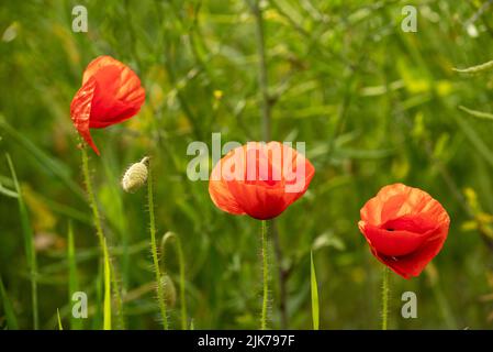 Drei rot blühende Mohnblumen (Papaver rhoeas) vor einem verschwommenen grünen Rapsfeld Stockfoto