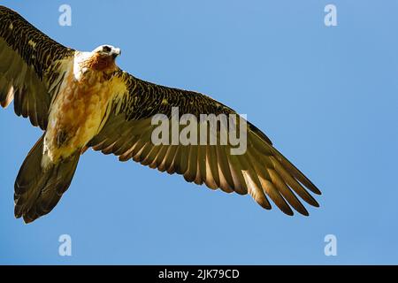 Ein erwachsener Bartgeier oder Lammergeier (Gypaetus barbatus), der am blauen Himmel über dem Fotografen kreist Stockfoto