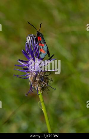 Ein schlanker schottischer Burnett (Zygaena loti) an der violetten Blüte des Betony-blättrigen Rampions Stockfoto