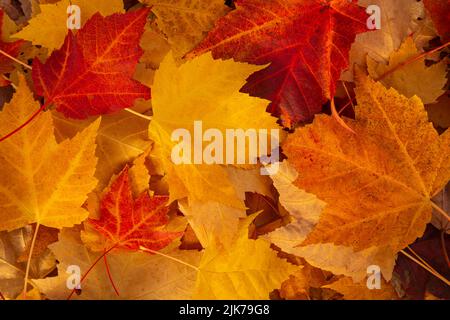 WA21828-00...WASHINGTON - bunte Blätter auf einem Bürgersteig. Stockfoto