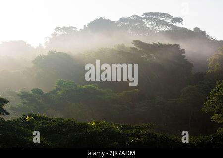 Panamalandschaft mit feuchtem und nebligen Regenwald bei Sonnenaufgang im Soberania-Nationalpark, Provinz Colon, Republik Panama, Mittelamerika. Stockfoto
