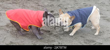 Zwei verkleidete Franzosen kämpfen am Strand um Einen Holzstock. Stockfoto