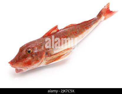 Stachelige rote Gurnard (in Japan wird sie Houbou genannt.) Stockfoto