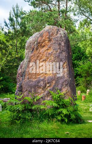 Menhir und Farne im Wald bei Monteneuf in Morbihan, Frankreich Stockfoto