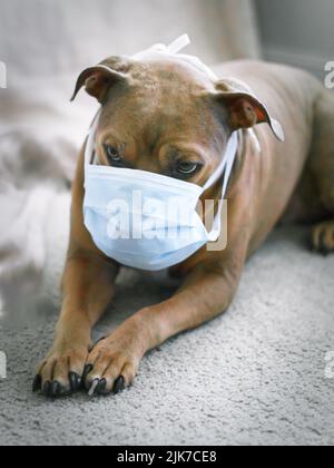 Pitbull Dog trägt eine Gesichtsmaske während der Covid-19 Pandemie 2020 Stockfoto