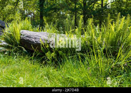 Gefallener Menhir bedeckt mit Farn im Monteneuf-Wald Stockfoto