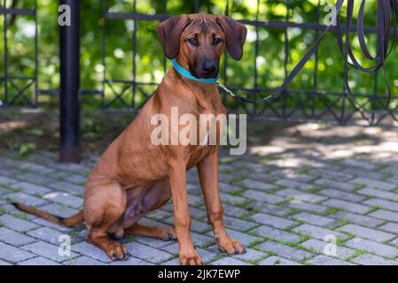 Rhodesian Ridgeback, in der Stadt, mit einer traurigen Schnauze. Hochwertige Fotos Stockfoto