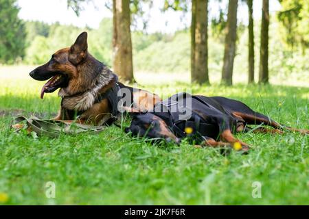 Dobermann und Deutscher Schäferhund, auf dem Gras im Wald. Hochwertige Fotos Stockfoto