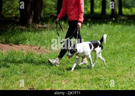 Mongrel Hund an der Leine, zu Fuß im Park. Hochwertige Fotos Stockfoto