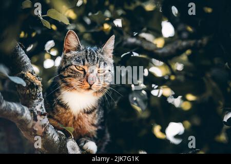 Katze in einem Baum schauend und schlafend. Nette Katze, die nach Vögeln sucht, um zu jagen. Verspielte Katze wollen spielen. Stockfoto