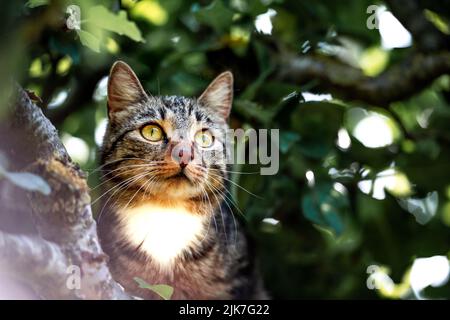 Katze in einem Baum schauend und schlafend. Nette Katze, die nach Vögeln sucht, um zu jagen. Verspielte Katze wollen spielen. Stockfoto