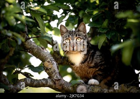 Katze in einem Baum schauend und schlafend. Nette Katze, die nach Vögeln sucht, um zu jagen. Verspielte Katze wollen spielen. Stockfoto