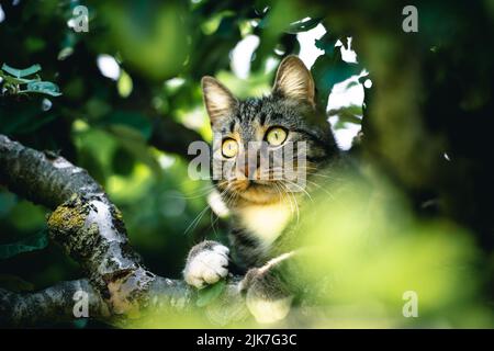 Katze in einem Baum schauend und schlafend. Nette Katze, die nach Vögeln sucht, um zu jagen. Verspielte Katze wollen spielen. Stockfoto