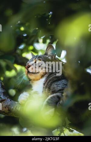 Katze in einem Baum schauend und schlafend. Nette Katze, die nach Vögeln sucht, um zu jagen. Verspielte Katze wollen spielen. Stockfoto
