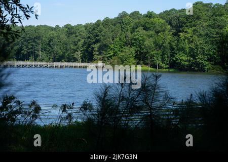 Blick durch die Bäume auf einen See, POV Stockfoto