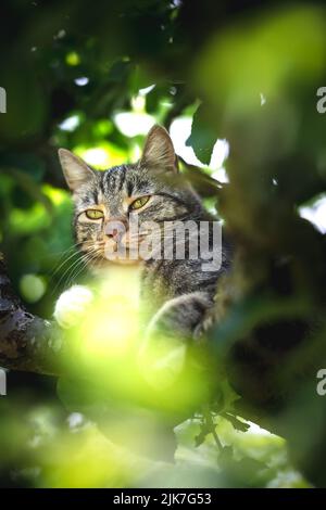 Katze in einem Baum schauend und schlafend. Nette Katze, die nach Vögeln sucht, um zu jagen. Verspielte Katze wollen spielen. Stockfoto