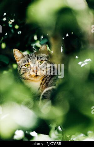 Katze in einem Baum schauend und schlafend. Nette Katze, die nach Vögeln sucht, um zu jagen. Verspielte Katze wollen spielen. Stockfoto