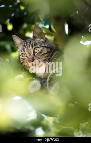 Katze in einem Baum schauend und schlafend. Nette Katze, die nach Vögeln sucht, um zu jagen. Verspielte Katze wollen spielen. Stockfoto