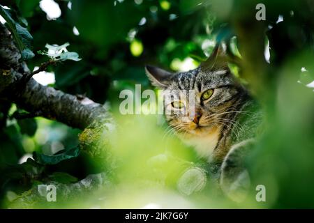 Katze in einem Baum schauend und schlafend. Nette Katze, die nach Vögeln sucht, um zu jagen. Verspielte Katze wollen spielen. Stockfoto