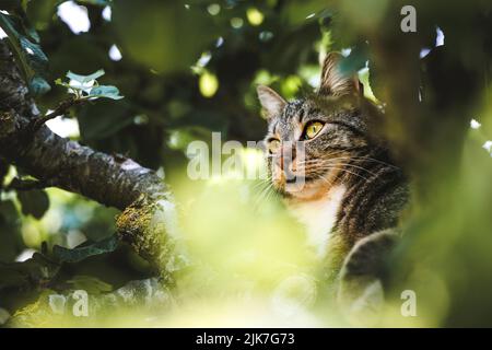 Katze in einem Baum schauend und schlafend. Nette Katze, die nach Vögeln sucht, um zu jagen. Verspielte Katze wollen spielen. Stockfoto