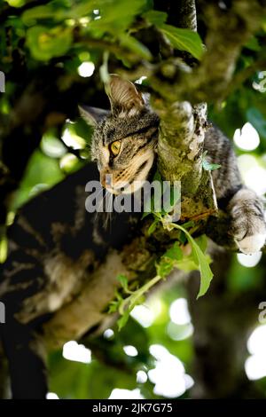 Katze in einem Baum schauend und schlafend. Nette Katze, die nach Vögeln sucht, um zu jagen. Verspielte Katze wollen spielen. Stockfoto