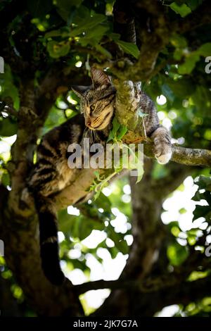Katze in einem Baum schauend und schlafend. Nette Katze, die nach Vögeln sucht, um zu jagen. Verspielte Katze wollen spielen. Stockfoto