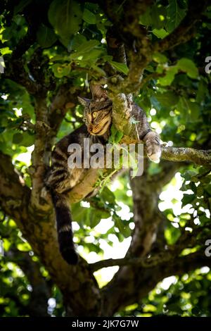 Katze in einem Baum schauend und schlafend. Nette Katze, die nach Vögeln sucht, um zu jagen. Verspielte Katze wollen spielen. Stockfoto