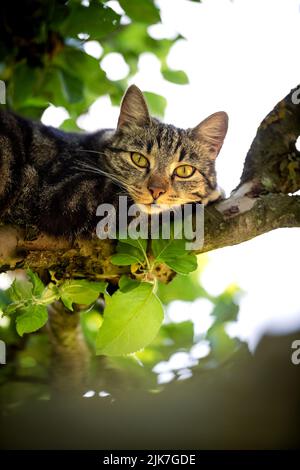 Katze in einem Baum schauend und schlafend. Nette Katze, die nach Vögeln sucht, um zu jagen. Verspielte Katze wollen spielen. Stockfoto