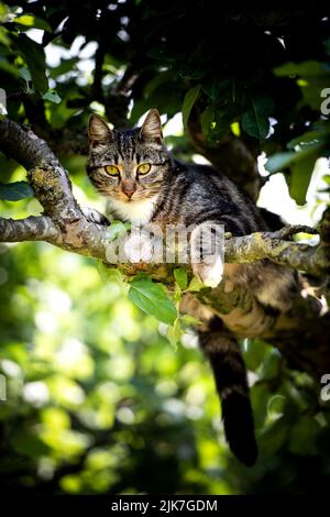 Katze in einem Baum schauend und schlafend. Nette Katze, die nach Vögeln sucht, um zu jagen. Verspielte Katze wollen spielen. Stockfoto