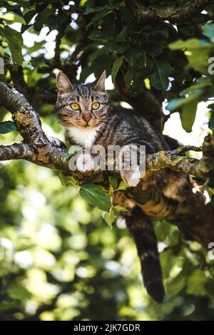 Katze in einem Baum schauend und schlafend. Nette Katze, die nach Vögeln sucht, um zu jagen. Verspielte Katze wollen spielen. Stockfoto