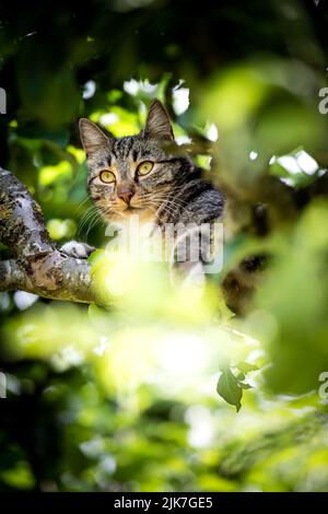 Katze in einem Baum schauend und schlafend. Nette Katze, die nach Vögeln sucht, um zu jagen. Verspielte Katze wollen spielen. Stockfoto