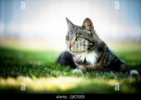 Katze in einem Baum schauend und schlafend. Nette Katze, die nach Vögeln sucht, um zu jagen. Verspielte Katze wollen spielen. Stockfoto