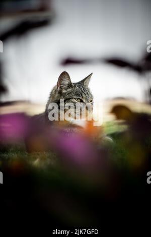 Katze in einem Baum schauend und schlafend. Nette Katze, die nach Vögeln sucht, um zu jagen. Verspielte Katze wollen spielen. Stockfoto