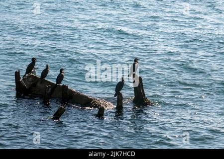 Schwarze Kormoran-Seevögel an einem Strand von Salacak in Istanbul, Türkei Stockfoto