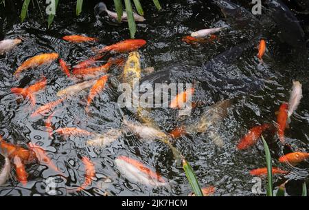 Koi Karp in einem Teich, beschäftigt während der Fütterungszeit, viele Fische Stockfoto