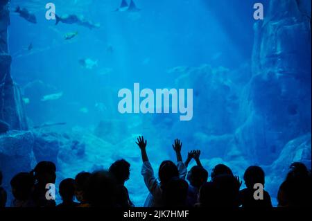 Tourist beobachten großes Aquarium im Zoo mit vielen Fischen Stockfoto