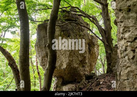 Nahaufnahme einer der beeindruckenden Kalksteinformationen entlang des Ith-Hils-Weges, in der Nähe von Holzen, Weserbergland, Deutschland Stockfoto