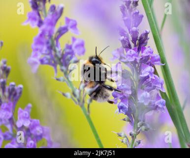 Hummel sammelt Nektar aus Blumen Stockfoto