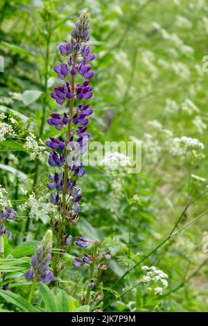 Blühende lila Lupine blüht auf der Wiese zwischen Narren Petersilienblüten Stockfoto