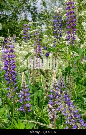 Blühende lila Lupine Blume in natürlicher Umgebung Stockfoto