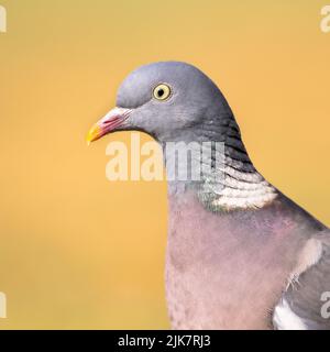 Holztaube (Columba palumbus) Porträt des Kopfes mit unscharfem hellgelben Hintergrund. Holztauben stammen aus der westlichen Paläarktis und sind ein Comm Stockfoto