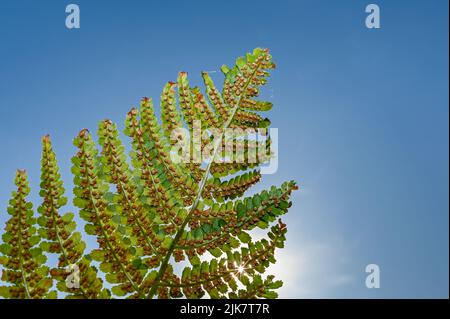 Farn am Himmel. Sporangienhaufen auf einem Farn. Sporanges-Gruppen auf Farnblättern. Reproduktion von Polypodiopsida oder Polypodiophyta. In der Natur Stockfoto